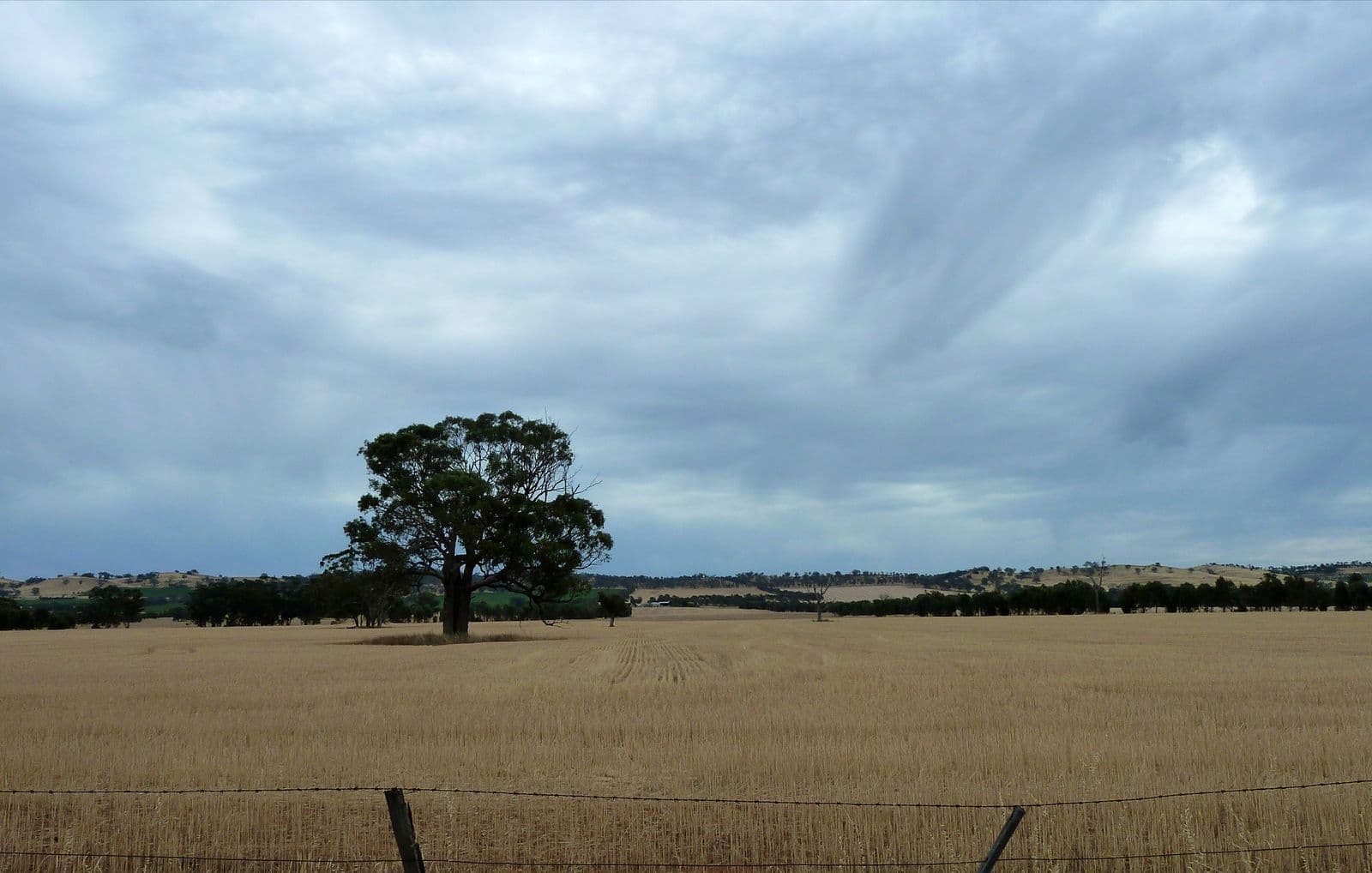 A lone tree in a paddock under a cloudy sky, central Victoria