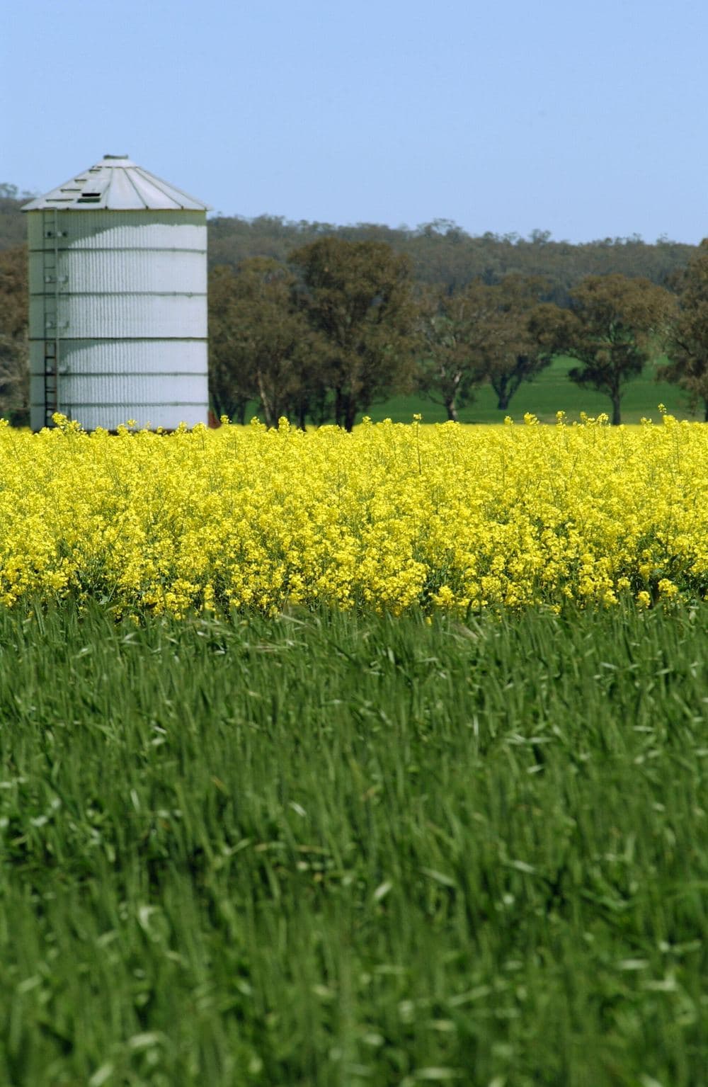 Flowering canola in front of a wheat crop and a grain silo