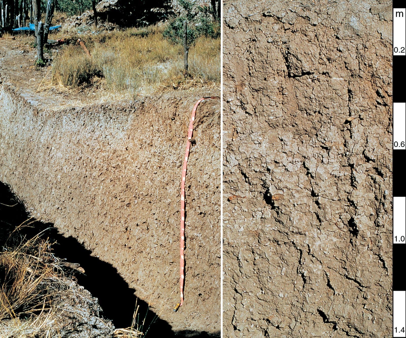 Grey Vertosol soil profile with a depth scale beside a pit, Chinchilla district, south Queensland