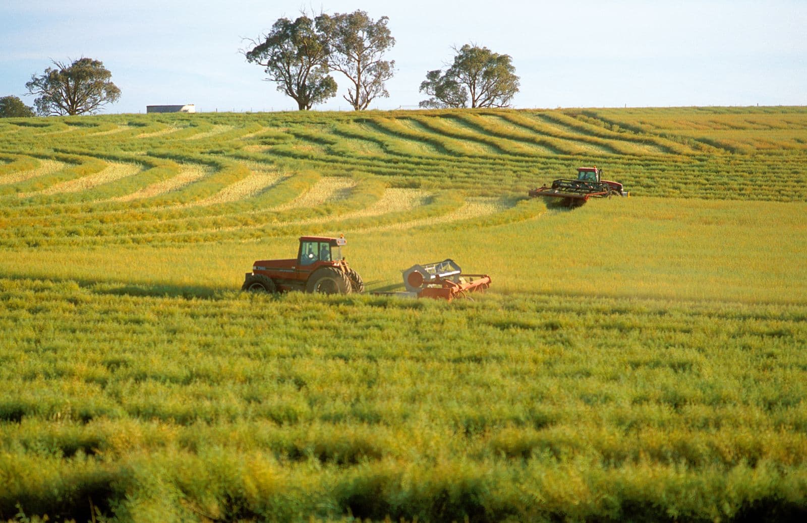 Tractors and harvesting machinery working in a canola paddock near Binalong, New South Wales (December 2002)
