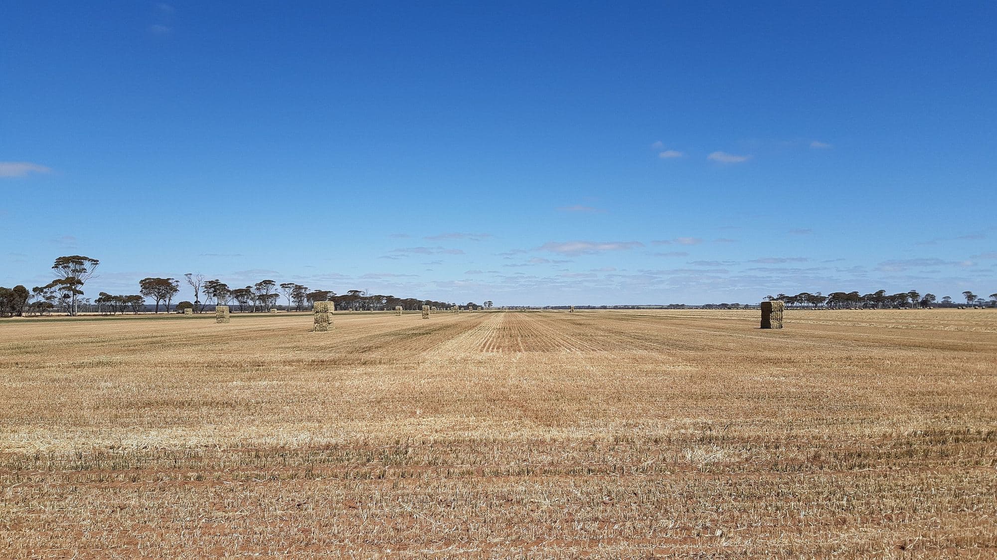 Harvested wheat paddocks east of Kulin, Western Australia, October 2020